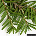 SpeciesSub: var. formosana 
